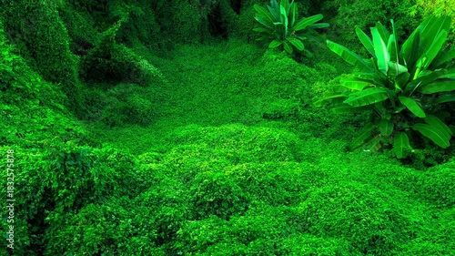 Landscape Green Space, Banana Trees and Overgrown Creeping Plant Record Video from Temple. Ban Dong Noi, Sakon Nakhon, Thailand. 04 NOV 2025, P.M./ Real Time Video