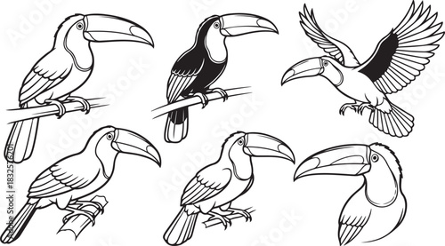 collection of birds
