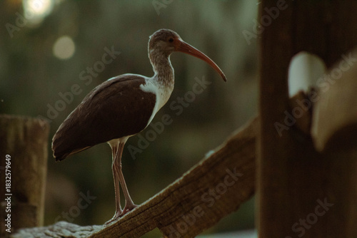 great blue heron ardea cinerea