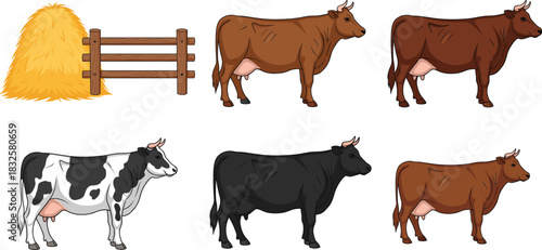 Vector Illustration Set of Dairy and Beef Cow Breeds, Including Holstein, Brown Swiss, and Angus, with Haystack and Wooden Fence for Farm and Agriculture.