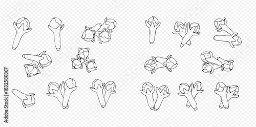 Detailed line art illustrations of whole cloves and small groups of cloves, depicted from various angles on a transparent background.