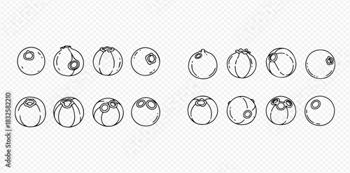 Collection of hand-drawn line art illustrations depicting blueberries from various angles, showcasing their distinct shapes and calyx scars.