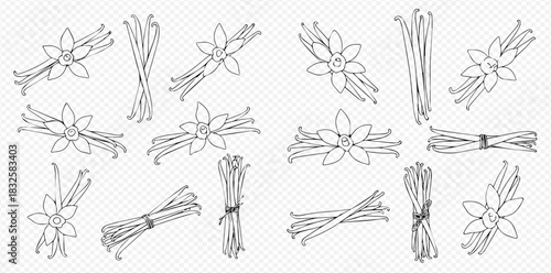 Hand drawn line art illustrations of vanilla pods and flowers, isolated on a transparent background, perfect for culinary and baking designs.