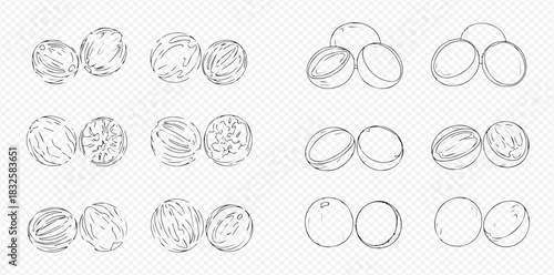 Set of hand-drawn nutmeg illustrations, whole and half, showcasing detailed spice sketches.