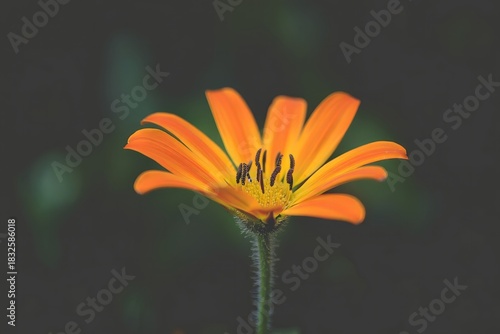 Vibrant Orange Sunflower Close-Up against Dark Background