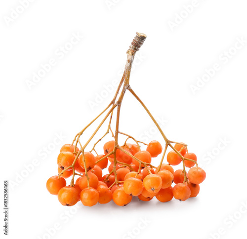 Branch of ripe rowan berrie...
