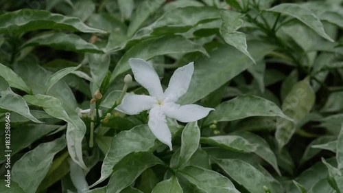 White Jasmine Flowers Blooming on Green Leaves Bush Fragrant Tropical Garden Plant