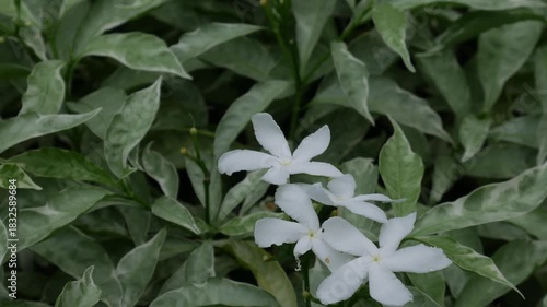 White Jasmine Flowers Blooming on Green Leaves Bush Fragrant Tropical Garden Plant