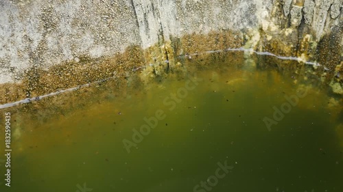 Microorganisms in Stagnant Water: Bacteria Algae Growth on Stone Surface Close-up Dirty Water Quality Problem
