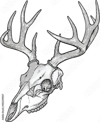 Adobe Illustrator Artwork