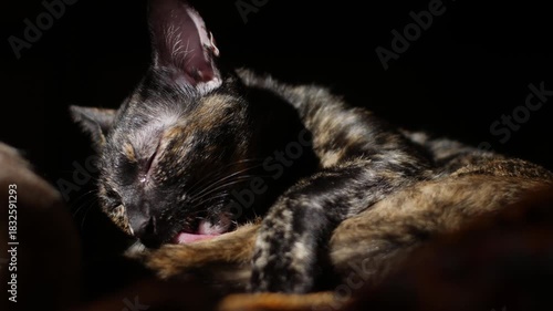 Two Cats Grooming Each Other: Feline Friends Licking and Cleaning Bonding Social Behavior on Black Background