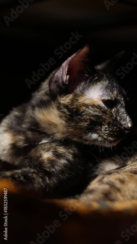 Tortoiseshell Cat Resting Portrait: Beautiful Tricolor Feline with Green Eyes Relaxing on Black Background Close-up