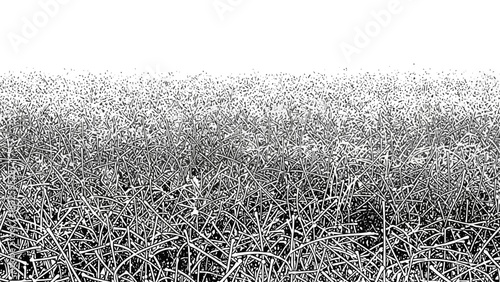 Abstract monochromatic illustration of a dense field of wild grass fading into a white background, representing natural texture and patterns