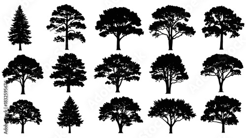 Silhouettes of Various Trees Evergreen Conifers and Deciduous Broadleaf Species