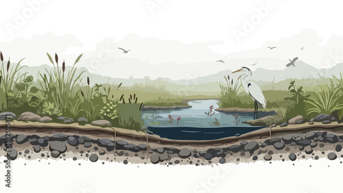 Illustration of a freshwater wetland ecosystem showing a cross-section of a pond with a Great Egret hunting fish