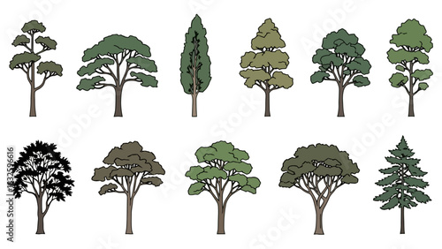 Collection of Various Tree Illustrations with Detailed Foliage and Bark Textures