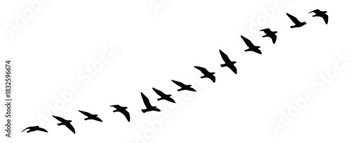 Flock of flying black silhouette birds on a white background vector migration