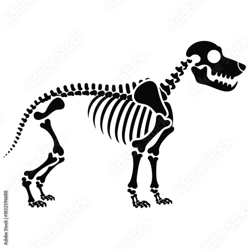 Dog skeleton in black and white, a spooky and fun illustration for halloween or any time you need a canine skeleton