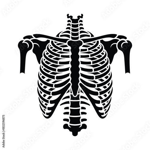 Illustration of a human rib cage, showcasing the skeletal structure and anatomy of the chest, perfect for educational or medical visuals