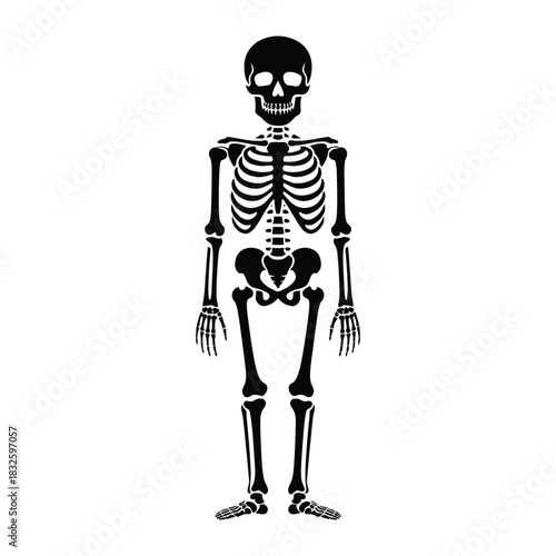 A black skeleton stands, showcasing the human skeletal system with its skull, ribcage, spine, and limbs in anatomical detail