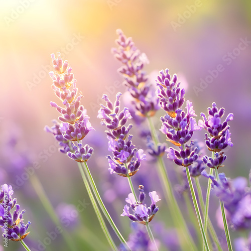 Lavender fields blooming in sunlight nature scene floral photography summer landscape close-up serenity and beauty
