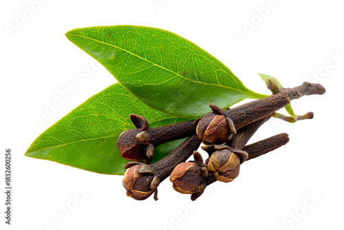 Dried clove spice buds with green leaves isolated on transparent background