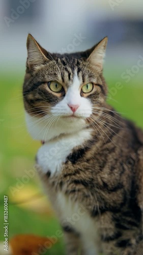 Wallpaper Mural Close-up portrait of a tabby cat with striking green eyes and white chest, sitting alert in a sunlit garden with soft bokeh and autumn leaves, shallow depth of field. Torontodigital.ca