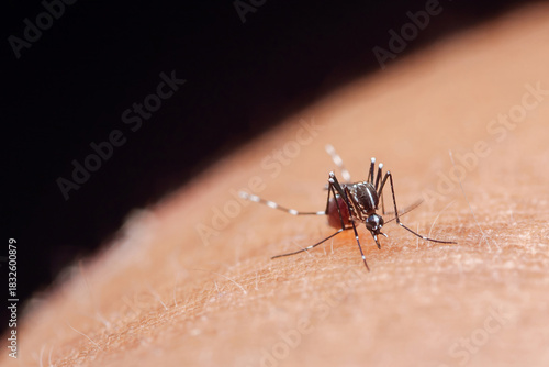 Wallpaper Mural Mosquito aedes aegypti biting human skin spreading disease Torontodigital.ca