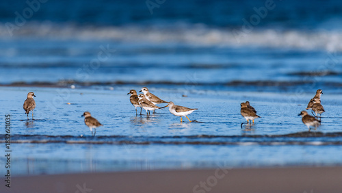 Small shorebirds foraging in shallow ocean water