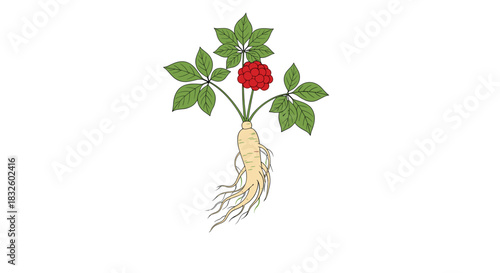 A botanical line art illustration of a whole ginseng plant showing its root system green leaves and cluster of red berries.