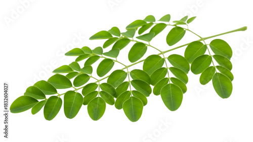 Fresh moringa oleifera branch with green leaves isolated on transparent background