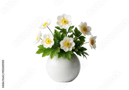 Wallpaper Mural White anemone flowers in a spherical vase isolated on transparent background Torontodigital.ca