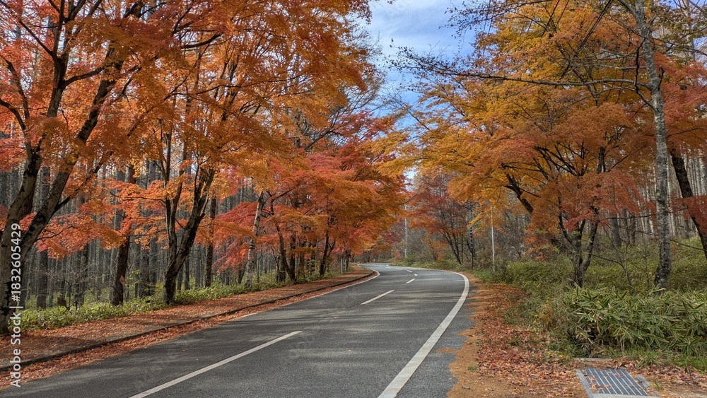 Obraz premium 紅葉した木々が見え並木道