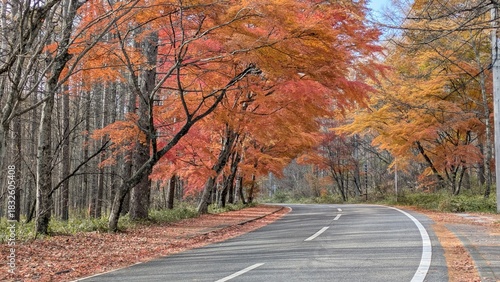 紅葉した木々の見える並木道