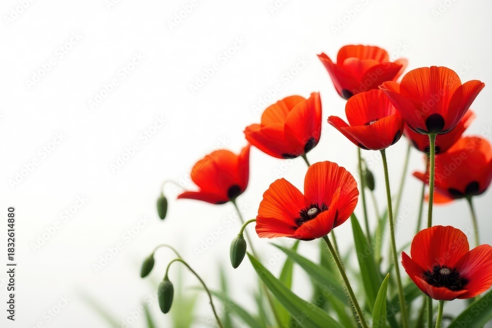 Naklejka premium Bold red poppies against stark white, striking contrast , impactful, banner, summer