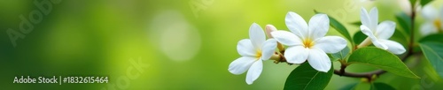 Clusters of fragrant white jasmine flowers, blurred natural backdrop , background, outdoor, texture