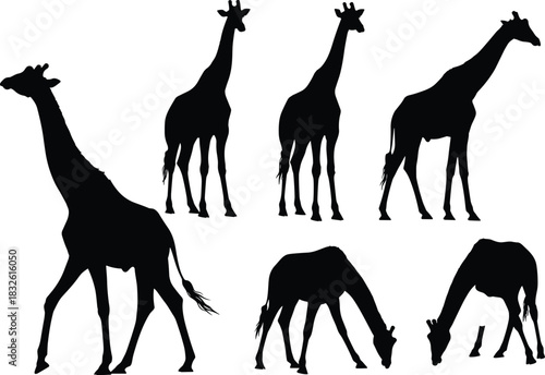 Black silhouettes of five giraffes in various poses on a white background animal