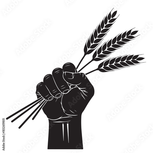 Hand holding wheat stalks a symbol of agriculture and harvest vector illustration isolated on white