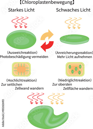 Chloroplast Movement Diagram:Avoidance and Light Accumulation German nobackground