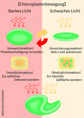 Chloroplast Movement Diagram:Avoidance and Light Accumulation German