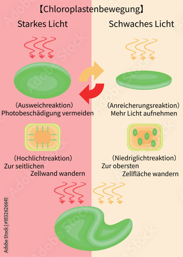 Chloroplast Movement Diagram:Avoidance and Light Accumulation German