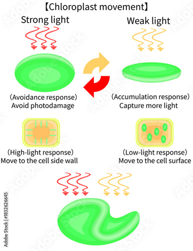Chloroplast Movement Diagram:Avoidance and Light Accumulation English nobackground