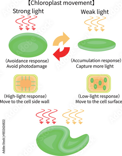 Chloroplast Movement Diagram:Avoidance and Light Accumulation English nobackground