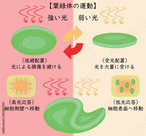Chloroplast Movement Diagram:Avoidance and Light Accumulation Japanese