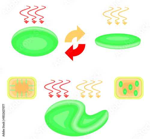 Chloroplast Movement Diagram:Avoidance and Light Accumulation nobackground