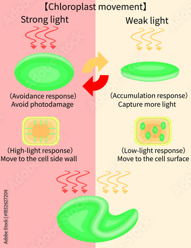 Chloroplast Movement Diagram:Avoidance and Light Accumulation English