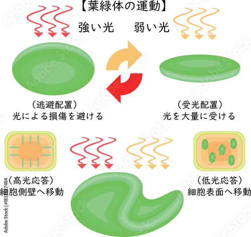 Chloroplast Movement Diagram:Avoidance and Light Accumulation Japanese nobackground