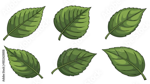 Collection of Realistic Green Leaves with Detailed Veins and Stem