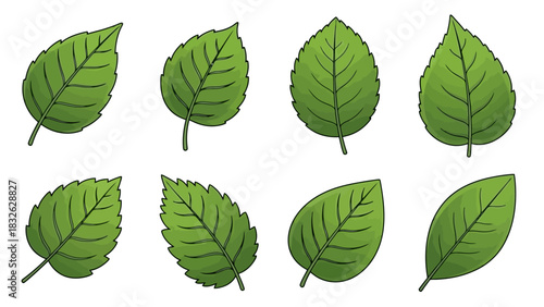 Set of Green Leaf Illustrations in Various Shapes and Angles