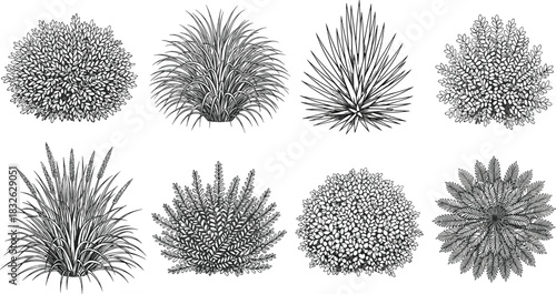 Collection of eight black and white line art illustrations of various ornamental plants and shrubs bush